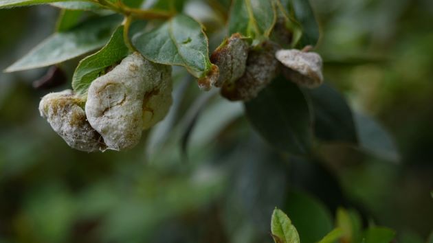 Get It Growing: What are those ugly growths on my azalea leaves?